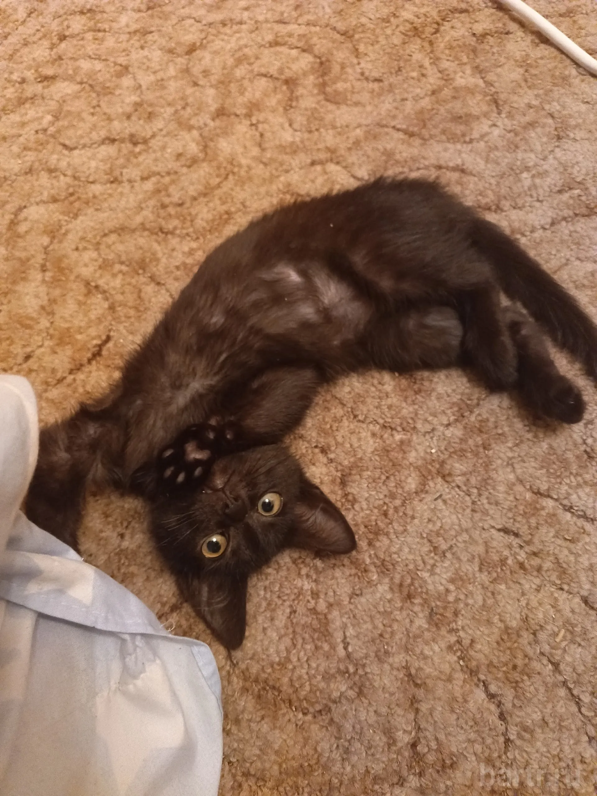 Фото: Котенок