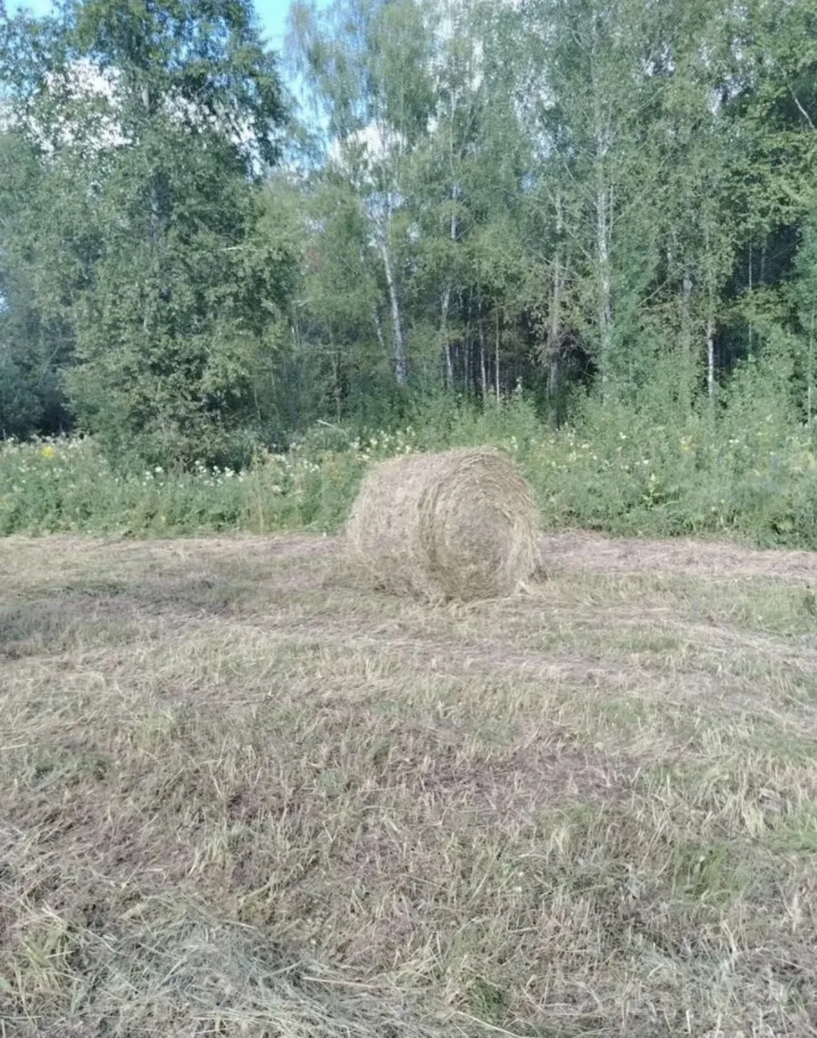 Фото: Сено в рулонах