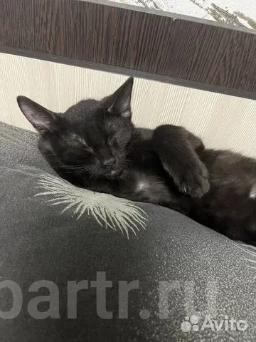 Миниатюра 2