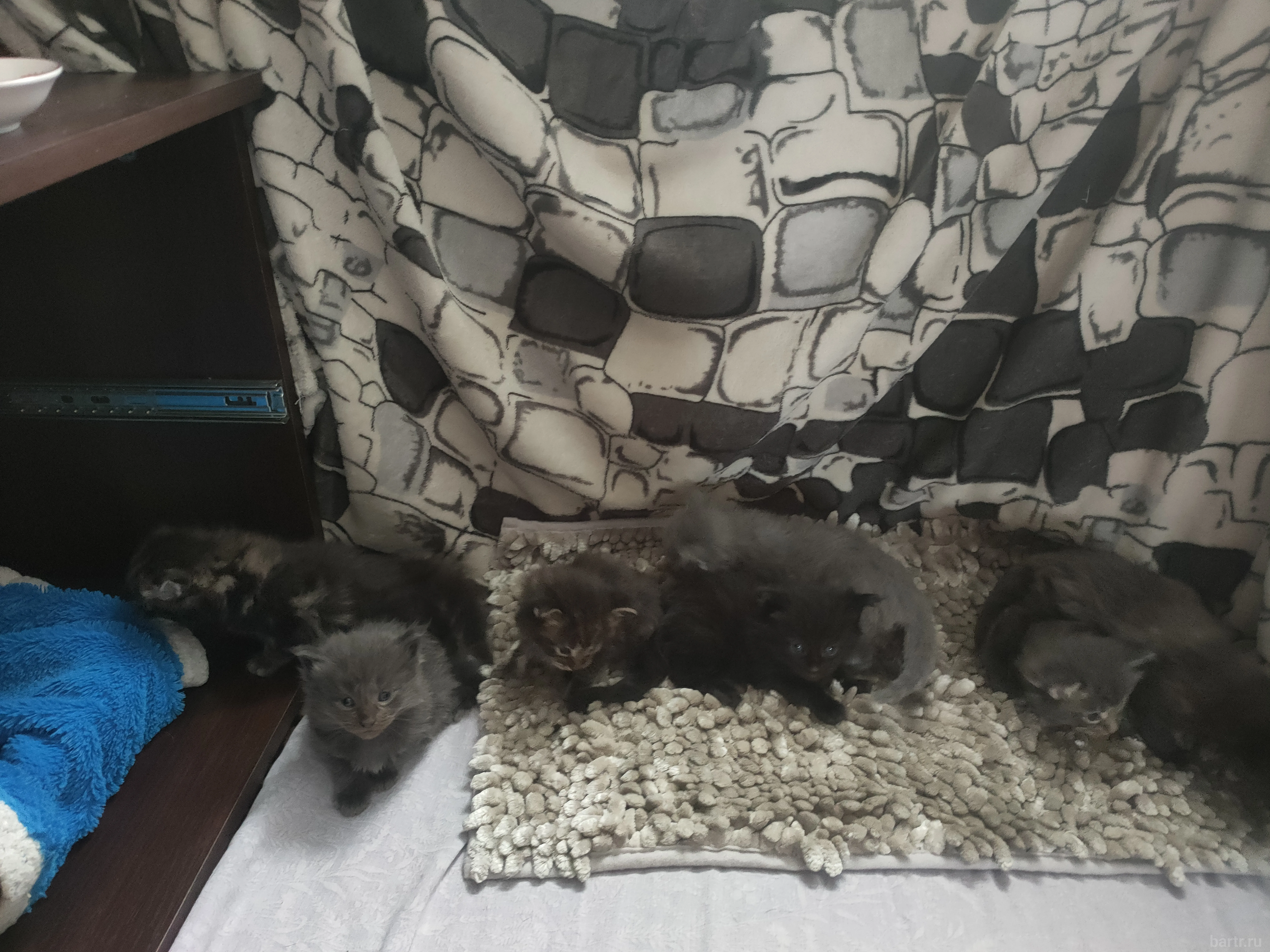 Фото: котята мейн-кун